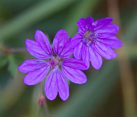 Filetiny Purple Flowers 5781406345 Wikimedia Commons