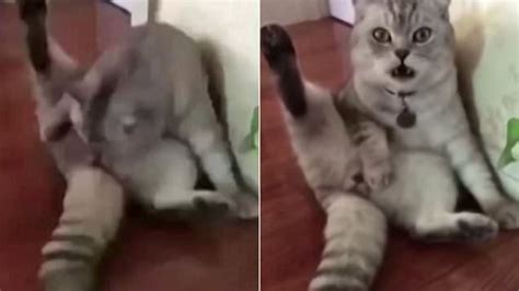Cat Realises Its Just Been Neutered In Hilarious Video Cats Funny