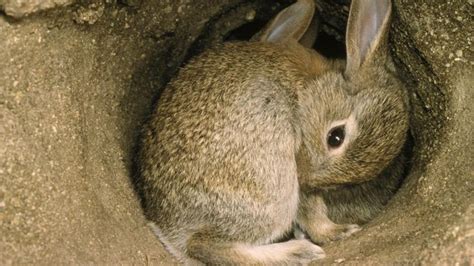 What Does A Rabbit Burrow Look Like Wild Bunny Rabbit Burrow Wild