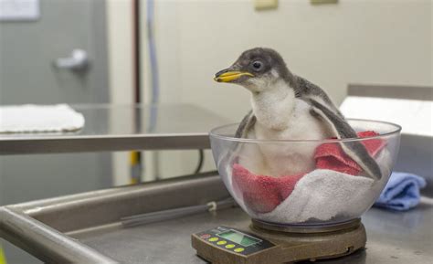 Double Delight Two New Chicks Join The Tennessee Aquariums Penguin