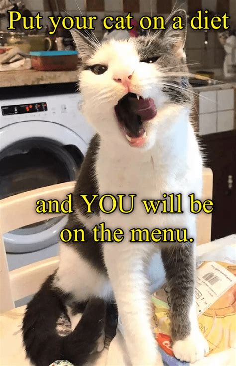 You Shouldnt Put Your Cat On A Diet Lolcats Lol Cat Memes