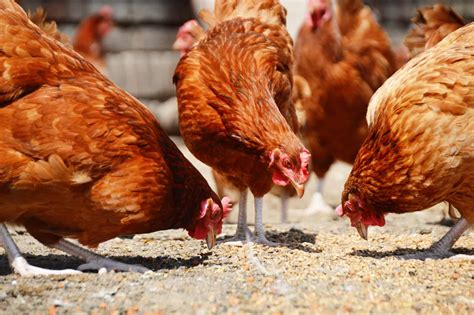 Best Chicken Feed Options For Your Flock Rural Living Today