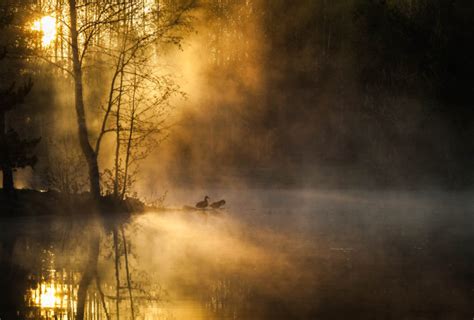 Morning Mist Birds Forest River Sunrise Trees Autumn Wallpapers