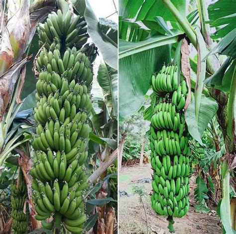 Organic Banana Farming Cultivation Practices Agri Farming