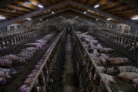 Factoría La Explotación Industrial De Cerdos