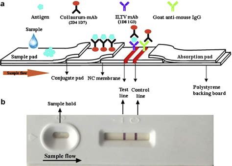 Figure From Development And Application Of A Colloidal Gold Test Strip For The Rapid Detection