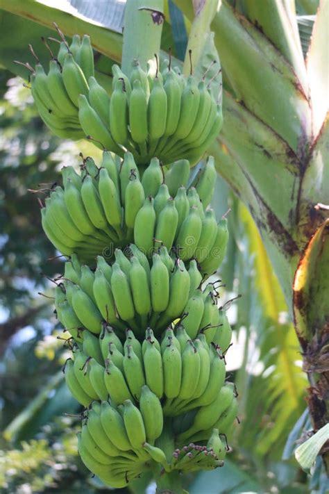 The Whole Bunch Of Raw Green Bananas Are Harvested From Organic Farmer