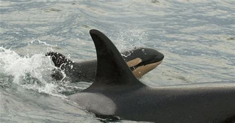 Is Washingtons Orca Baby Boom A Fluke