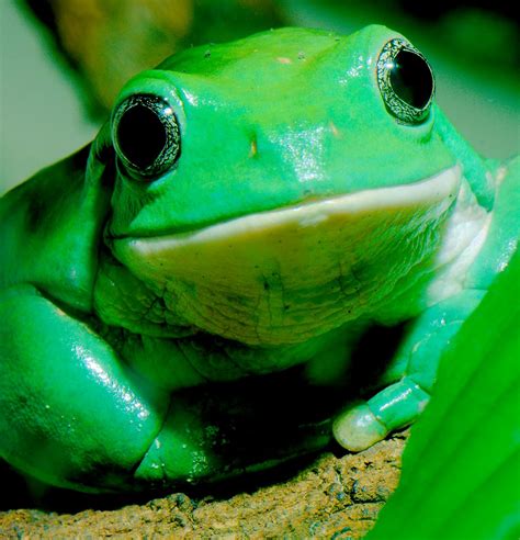 Mexican Leaf Frog Pachymedusa Dacnicolor Starmind Conservation