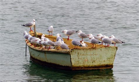 Fotos Gratis Mar Pájaro Ave Marina Vehículo Aves Paseo En Barco