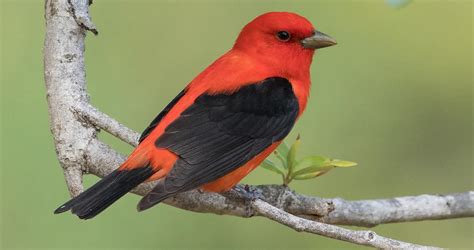 Scarlet Tanager Identification All About Birds Cornell Lab Of Ornithology