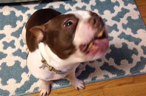 This Dog Cant Stop Smacking His Lips After Eating Peanut Butter For