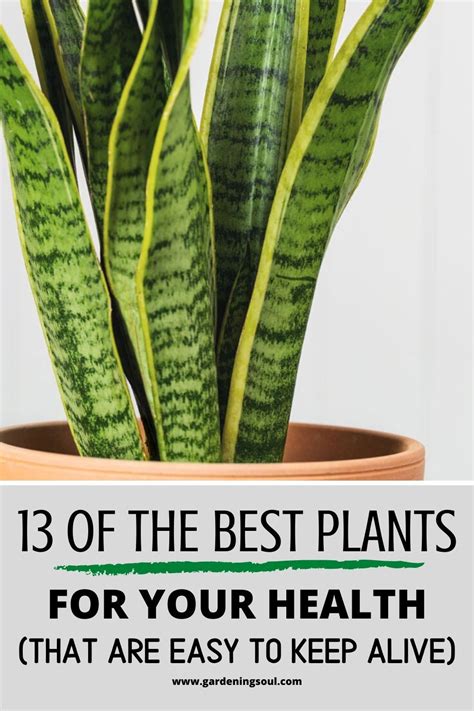 Improvement of the indoor air can have a significant impact on the health, hasten the healing process in patients, reduce the risks of respiratory issues and provide better sleep at night. 13 Of The Best Plants For Your Health (That Are Easy to ...