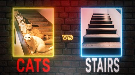 Funny Cats Falling Down Stairs Compilation Cat Vs Stairs Youtube