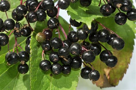 Ripe Elderberries Sambucus Nigra Photograph By Bob Gibbons Fine Art