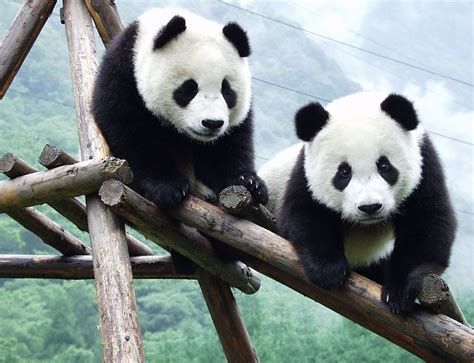 Acoy Pandamond Giant Panda Chinese Super Cute Star