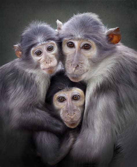3 By Carles Just On 500px Animals Beautiful Primates Animals Friends