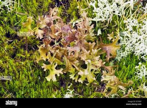 Iceland Moss Cetraria Islandica Close Up Top View Germany Stock