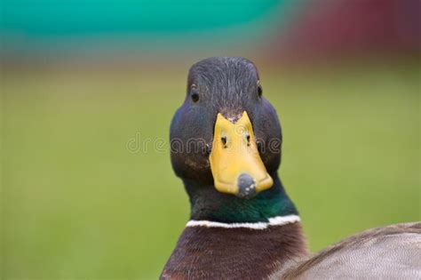 Male Mallard Portrait Stock Photo Image Of Duck Bill 107800104