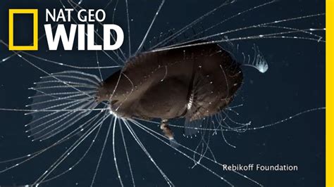 First Ever Footage Of Deep Sea Anglerfish Mating Pair Nat Geo Wild