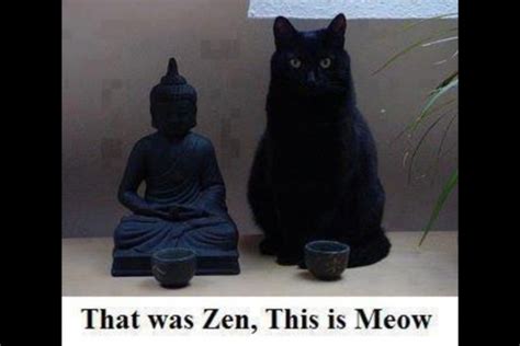 Zen Cat On Enlightenment Meme Guy