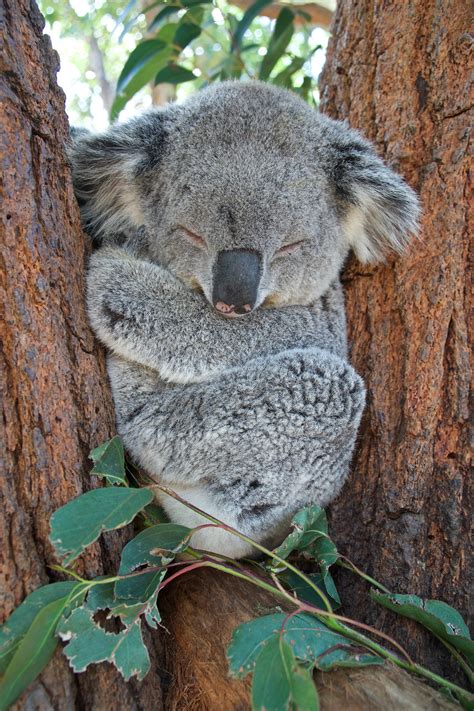 Koala Sleeping Image 4000x6000 Resolution Wallpaper