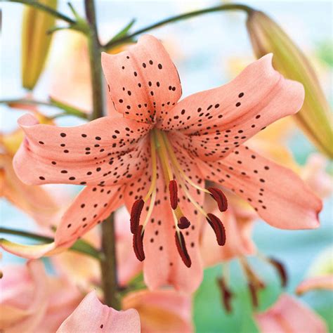Pink Giant Tiger Lily Save Up To 75 Brecks