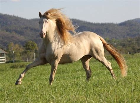 majestic spanish horses picaro pm