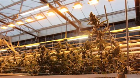 Maine Cannabis Operation Announces New Square Foot Greenhouse In