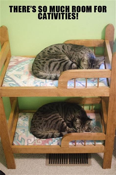 Cute Cat Beds Dump A Day