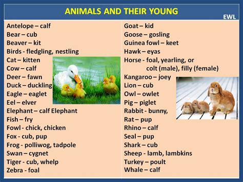 Animals And Their Young Male And Female Animals Learn English Young