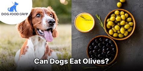 Can You Use Olive Oil On Dogs Skin