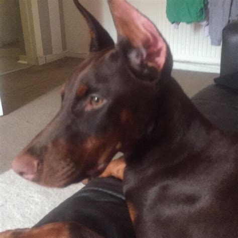 Doberman Puppy In Ab10 Aberdeen For £150000 For Sale Shpock