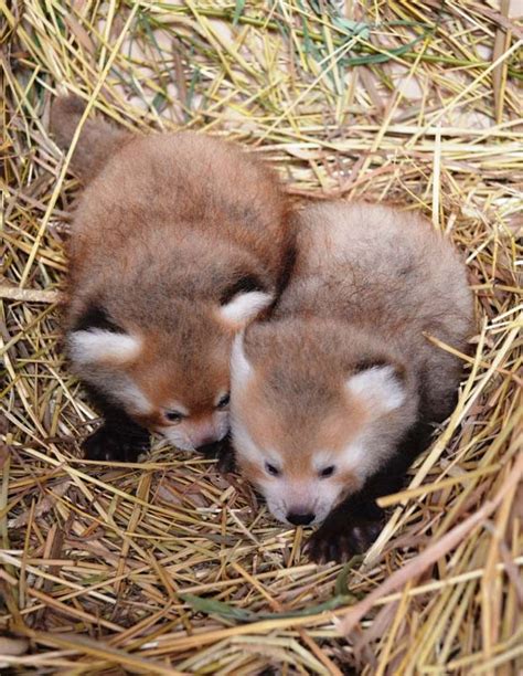 Zoológico Anuncia Nascimento De Pandas Vermelhos Gêmeos Sorriso Fm