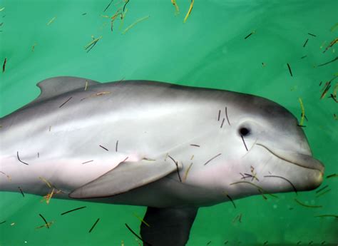 Bebe Delfin Dolphin Discovery Dolphin Discovery Blog