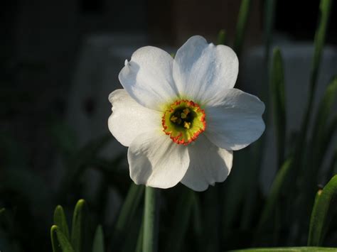 Planta Sanctorium Narcissus Poeticus L Subsp Poeticus Poets Daffodil