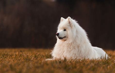 Samoyed Wallpapers Top Free Samoyed Backgrounds Wallpaperaccess