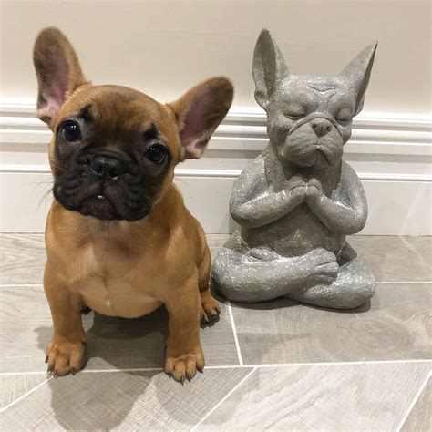 More puppies on the way!! French bulldogs for adoption -French bulldog puppy for ...