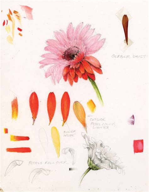 The Joy Of Botanical Drawing Books And Authors Hudson Valley