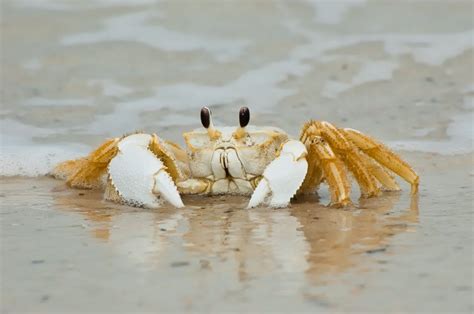 So Common So Rarely Seen The Florida Ghost Crab