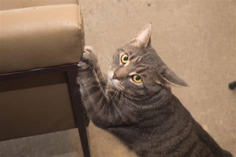 Keep Your Cat From Destroying Your Furniture Here S How To Do It