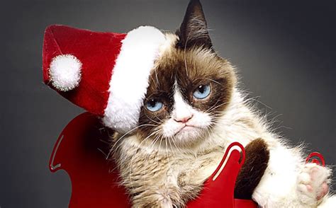 Lifetimes Grumpy Cat Movie Trailer Is Here And Its Really Grump Tastic — Video