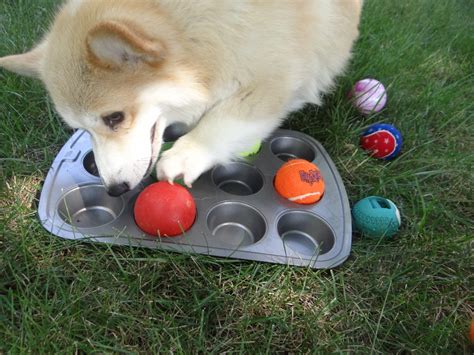 Diy Brain Game For Dogs Some Pets