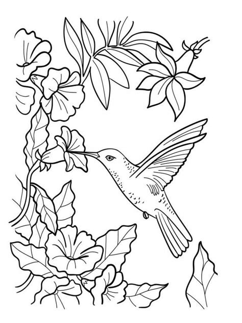 Get These Free Printable Hummingbird Coloring Pages Only At