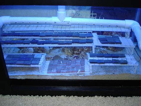 Reefamorous #diy #fish_tank_build #reef_tank #saltwater how to diy and build a cheap frag tank system advanced acrylics | low profile frag tank 36x24x6 (22.5gal) for a custom quote Iplantz's 20g DIY Frag tank! | Saltwaterfish.com Forums for Fish Lovers!