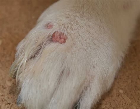 6 Types Of Moles On Dogs With Pics And What To Do