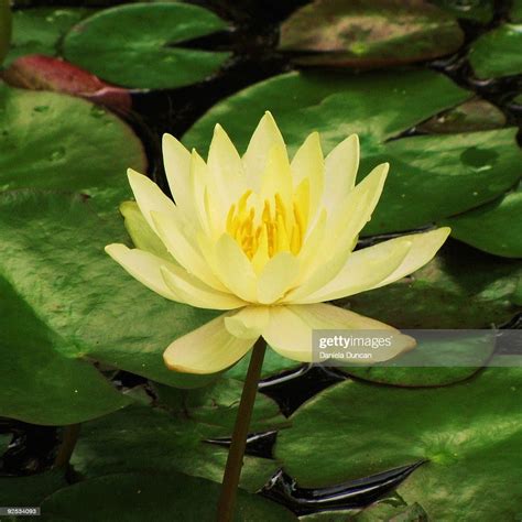 Download lotus flower stock photos. Yellow Lotus Flower Stock Photo | Getty Images