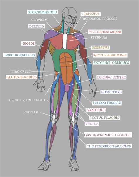 Human Anatomy Muscles With Labels By Pseudolonewolf On DeviantArt