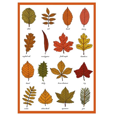 Autumn Leaves Greetings Card Leaf Identification Chart Plant Morphology