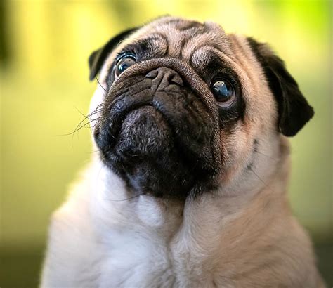 Scientists Behind ‘puppy Dog Eyes Study Explain Evolution Of Cuteness